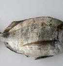 Sargo: descubre sus propiedades, beneficios y valor nutricional