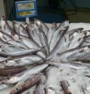 Bacaladilla: qué tipo de pescado es, propiedades y beneficios