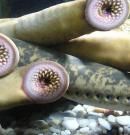 Lamprea: descubre su valor nutricional y beneficios