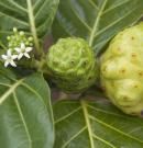 Noni: propiedades, beneficios y valor nutricional