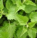 Ortiga: descubre los beneficios para tu salud