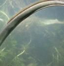 Anguila: características, propiedades y beneficios de este alimento