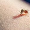 Paludismo o malaria: qué es y cómo prevenir y tratar esta enfermedad