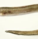 Congrio: descubre propiedades, beneficios y valor nutricional