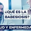 Babesiosis, síntomas y causas que son importantes para tu bienestar