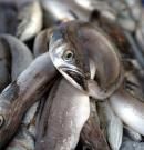 El Ministerio propondrá a las comunidades autónomas declarar la anguila especie en peligro de extinción