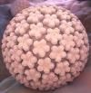 Virus del papiloma humano, síntomas y causas que son cruciales
