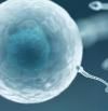Asocian el éxito reproductivo de algunos hombres con determinadas alteraciones genéticas