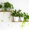 10 plantas de interior para darle color y vida a tu casa