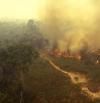 Incendios que engullen bosques