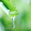 Cómo hacer que tu aloe vera dure más tiempo y sea más efectivo