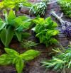 Las mejores plantas aromáticas para darle sabor a tus recetas favoritas