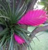 Tillandsia cyanea o pluma rosa: una exótica planta de interior