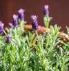 Lavanda: cuidados clave para cultivar esta planta con grandes propiedades