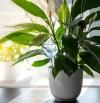 Las 5 plantas que la NASA recomienda para purificar el aire de tu hogar