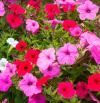 Trucos para que tus petunias florezcan con éxito y alegren tu hogar