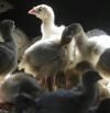 La expansión global del virus H5N1 de gripe aviar pone en guardia a los científicos