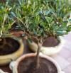 Olivo en maceta: cómo cultivar este símbolo del Mediterráneo en casa