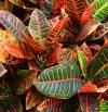 Crotón: la planta de interior más decorativa que puedes tener en casa
