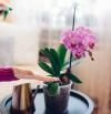 Cómo hacer que tu orquídea vuelva a florecer: consejos clave de expertos