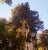 Este alerce de Chile podría ser el árbol más anciano del planeta: tiene más de 5.400 años