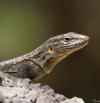 Avanza la investigación sobre las especies de lagarto gigante canario