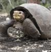 Fernanda, la tortuga 'fantástica' de Galápagos confirmada como superviviente de la extinción