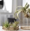 4 plantas colgantes que transformarán la decoración de tu hogar