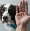 3 trucos definitivos para dar medicamentos a sus mascotas