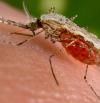 'Anopheles stephensi': el mosquito resistente a los insecticidas que amenaza con extender la malaria