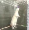 Un estudio señala que las ratas captan el ritmo de la música y mueven la cabeza con él