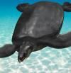 Descubiertos los restos fósiles de la tortuga marina más grande de Europa