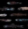 Los peces de la parte oscura de los océanos serán cada vez más pequeños por el calentamiento