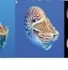 Descubren tres nuevas especies de nautilos, los 'fósiles vivientes' parientes de pulpos y sepias