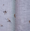 Mosquiteras baratas y fáciles de instalar para evitar que los mosquitos entren en tu casa