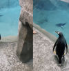 La graciosa reacción de un pingüino que se escapa de su acuario en el zoo y se arrepiente de inmediato