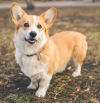 Corgi: carácter, origen y todo lo que tienes que saber de esta raza de perro
