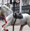 Cinco caballos, uno de ellos ensangrentado, siembran el caos en el centro de Londres