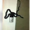 Una enorme serpiente toca el timbre de una casa hasta que la atienden