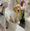 Un golden retriever sorprende al abrir la puerta del baño y usar el váter como un humano