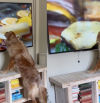 La hilarante reacción de un golden retriever a un documental sobre hamburguesas que sus dueños ven en la tele: “Yo también me la comería”