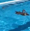 El momento en el que una familia de patos decide 'invadir' una piscina municipal en Lleida