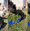 Un gato copia a sus amigas vacas comiendo hierba y desencadena las reacciones: “Cuando pruebas la comida de veganos”