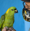Los loros se comunican con dialectos y pueden ser bilingües