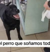 Otto, el perro argentino que se ha hecho viral porque cada día va él solo a comprar el pan para su dueño