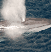 Mediterranean fin whales and sperm whales remain unprotected from collision with ships