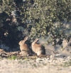 Los grupos ecologistas denunciarán el uso de un veneno para controlar los conejos en Catalunya