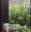 Desarticulado un clan familiar dedicado a la producción de marihuana en el Vallès Occidental
