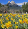 La primavera de los tulipanes del Pedraforca