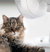 Todo lo que necesitas para mantener a tu gato fresco cuando hace calor: 8 productos que sí funcionan